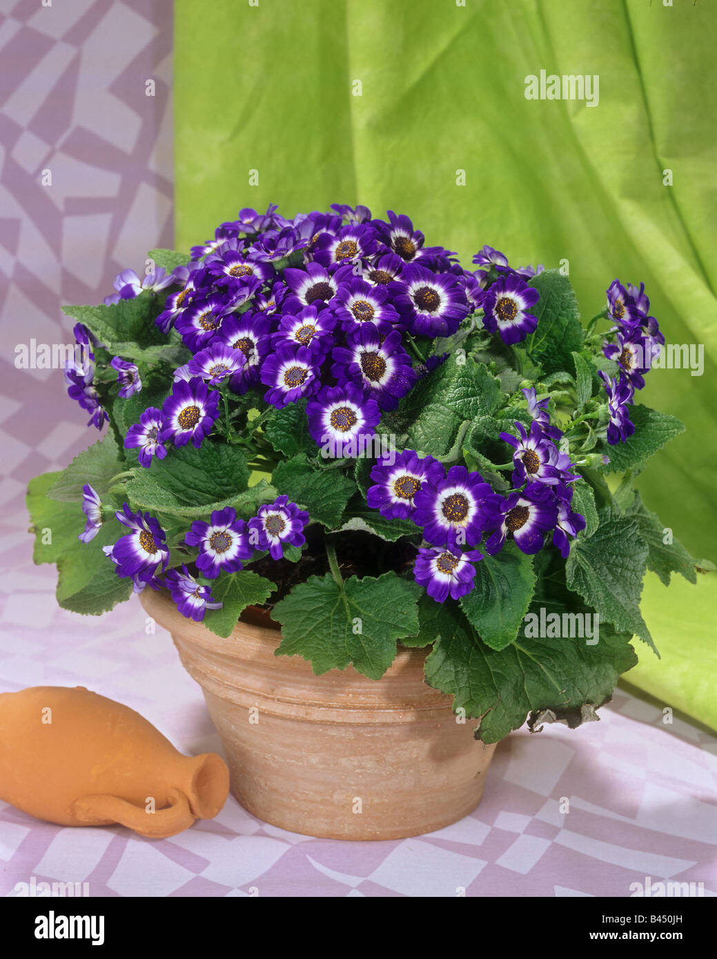 Cineraria in flowerpot / Senecio-Cruentus-Hybride Stock Photo