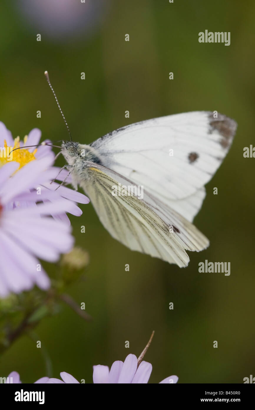 A Small White Butterfly (Pieris rapae) Taken in South Norwood Country Park South East London Stock Photo
