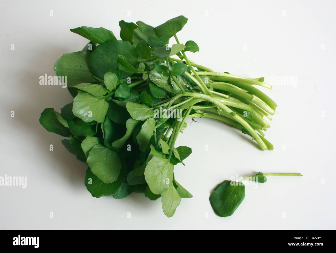 Education Zone, How To Grow Salad Cress