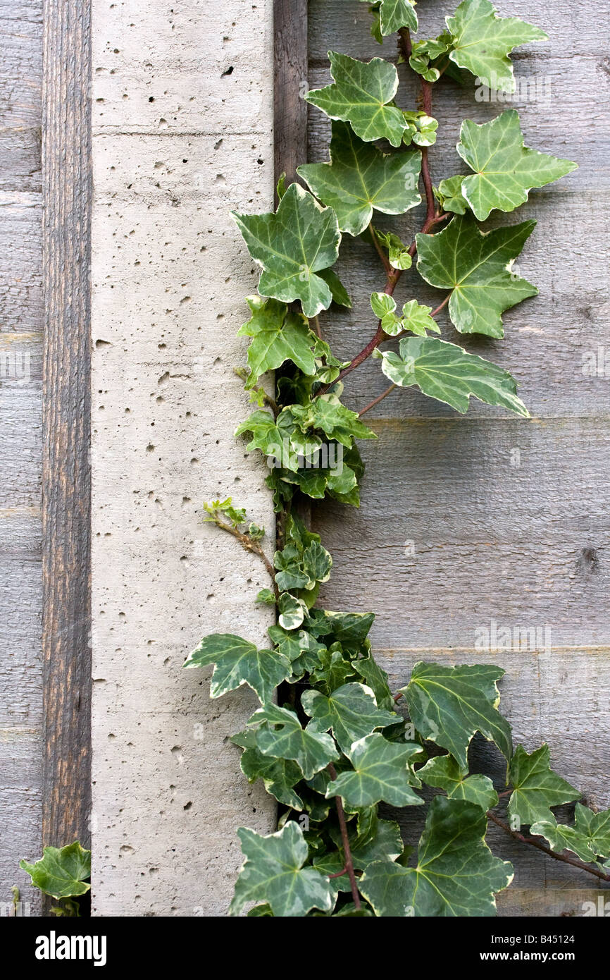A photo of an ivy plant climbing a concrete fence post. Stock Photo