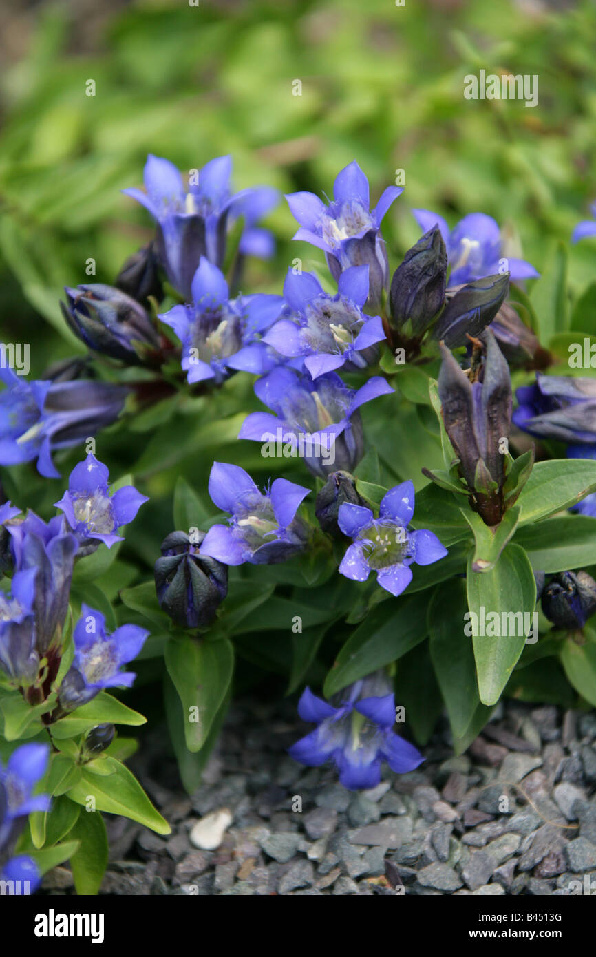 Pleated Gentian or Rocky Mountain Gentian, Gentiana affinis, Gentianaceae, North America USA Stock Photo