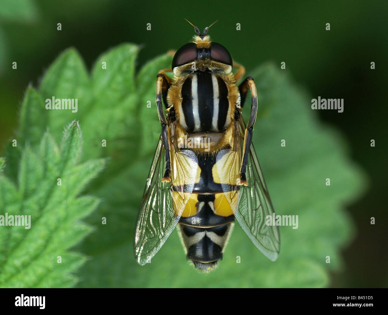Hoverfly, Helophilus, trivittatus on leaf cleaning its self . Stock Photo