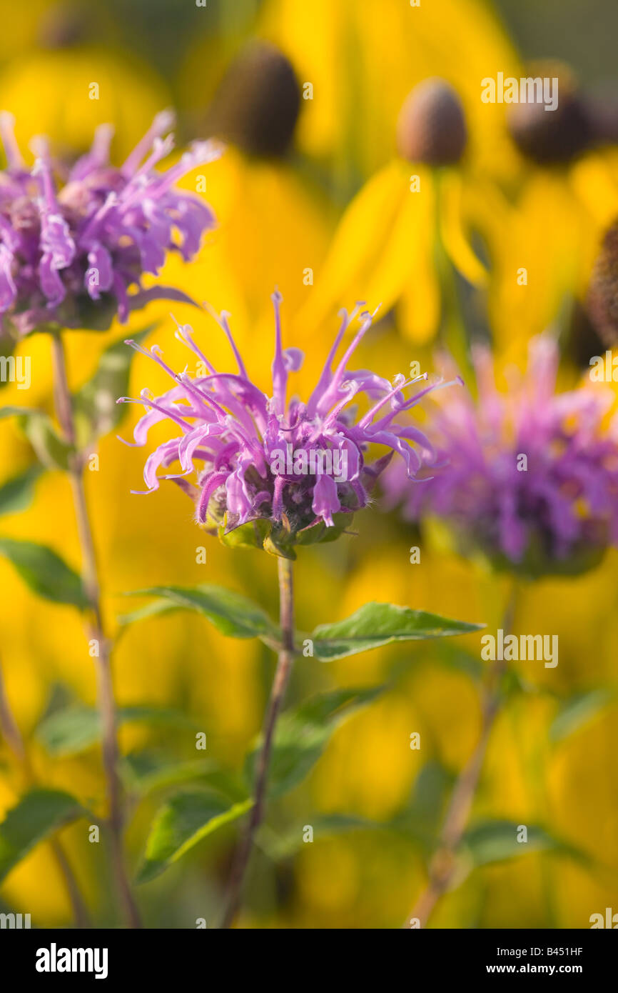 wild bergamot (Monarda fistulosa), yellow coneflower in background, The