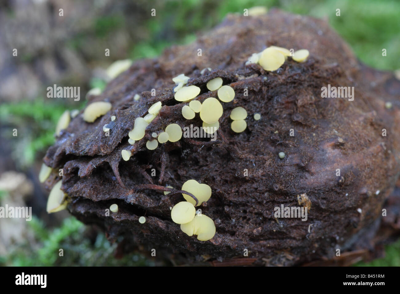 Phaeohelotium umbilicatum Stock Photo