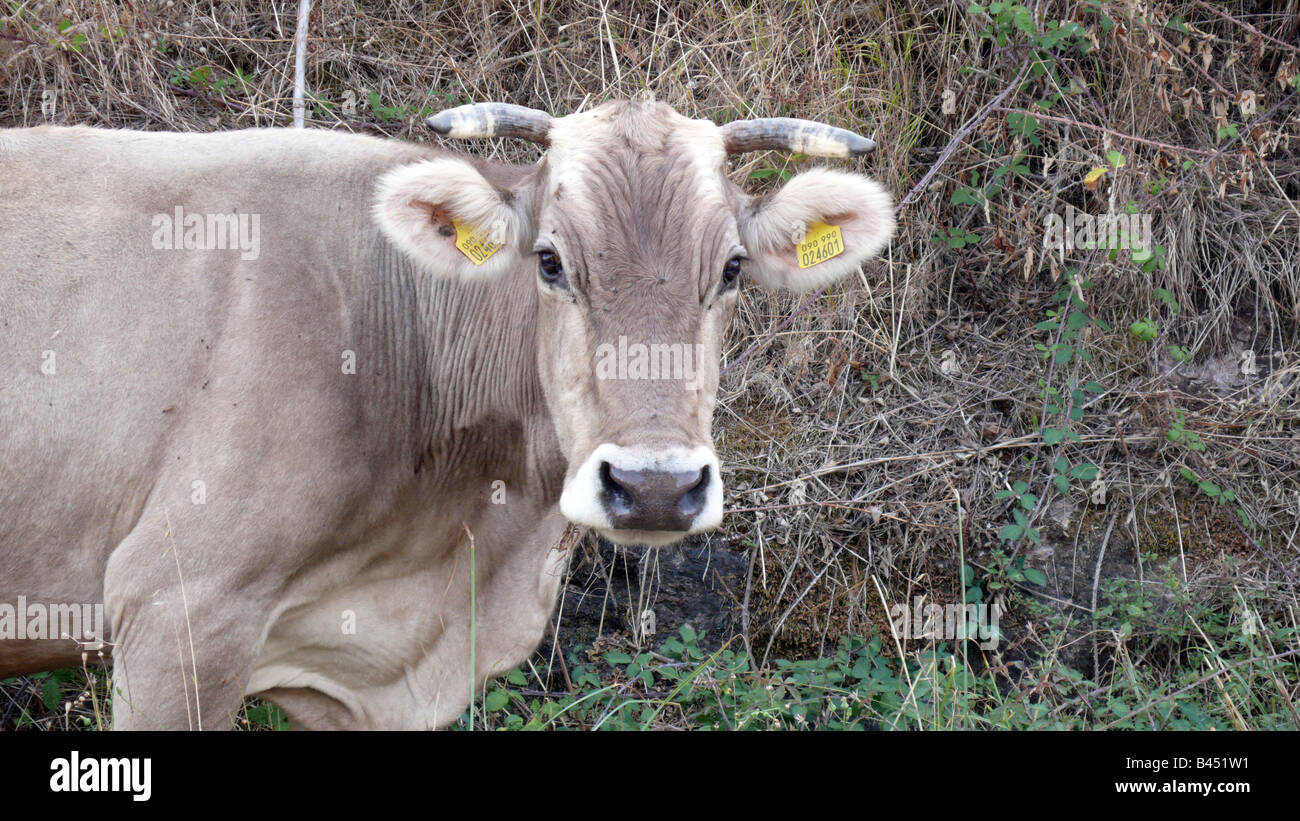 Portrait of a cow in Sardinia Stock Photo - Alamy