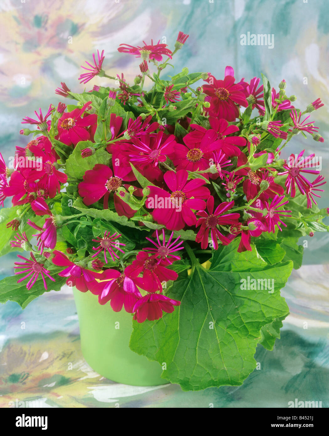 Cineraria in flowerpot / Senecio-Cruentus-Hybride Stock Photo
