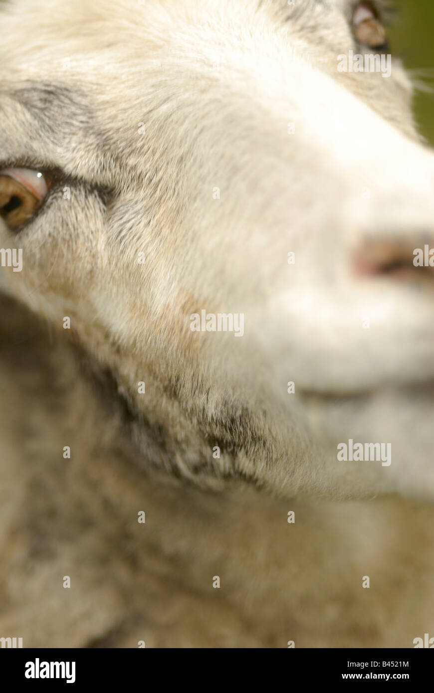 Close up of a goat Stock Photo