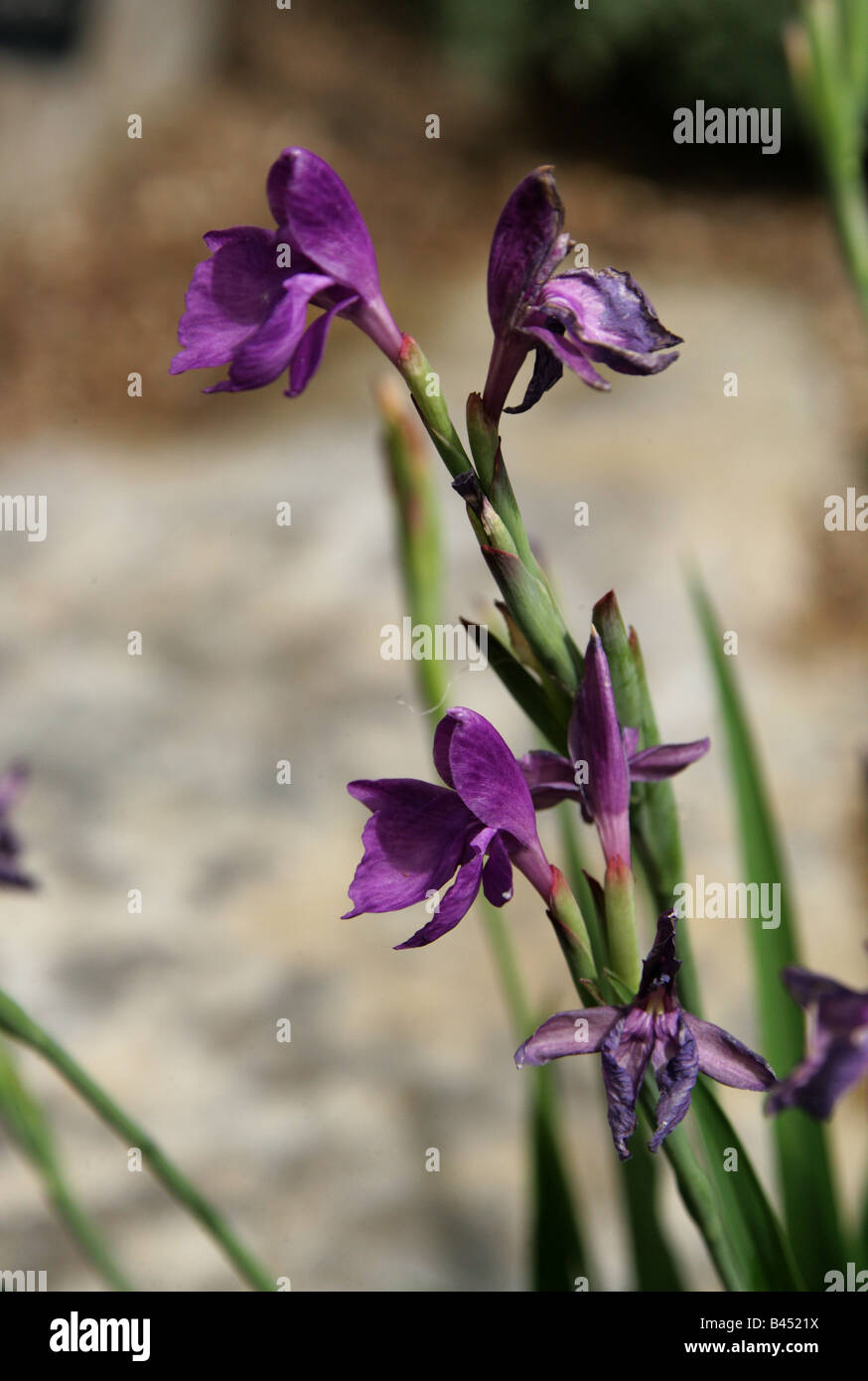 A Member of the Ginger Family, Roscoea cautleoides, Zingiberaceae, South and Central China. Stock Photo