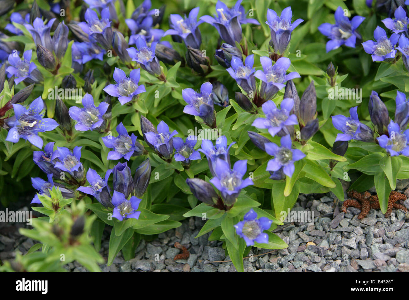 Pleated Gentian or Rocky Mountain Gentian, Gentiana affinis, Gentianaceae, North America USA Stock Photo