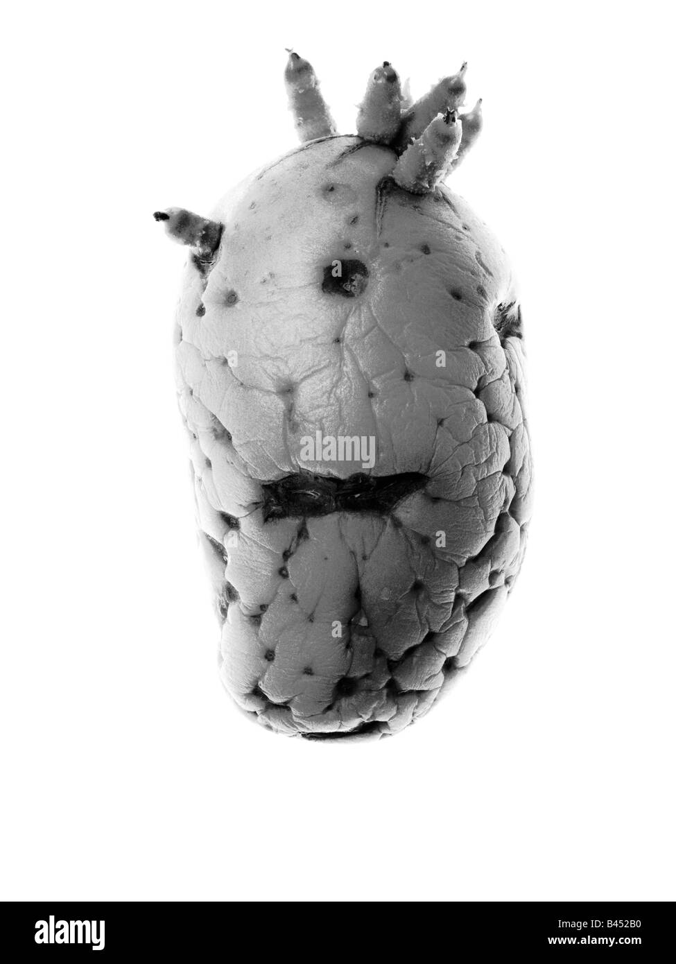 Potato disease hires stock photography and images Alamy