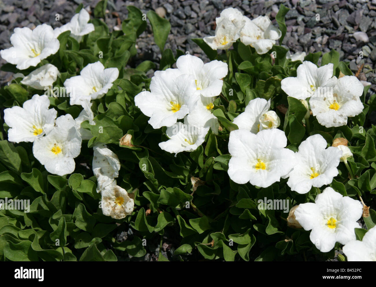 Whitecup, Nierembergia rivularis syn Nierembergia repens, Solanaceae, Southern South America Stock Photo