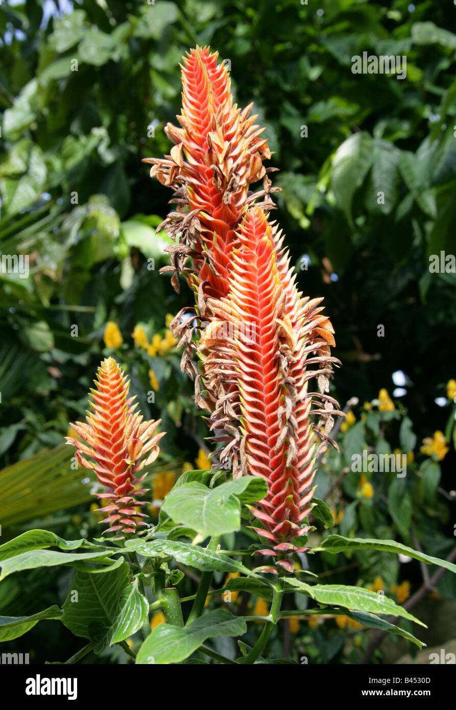 Aphelandra flava, Acanthaceae, Tropical America Stock Photo