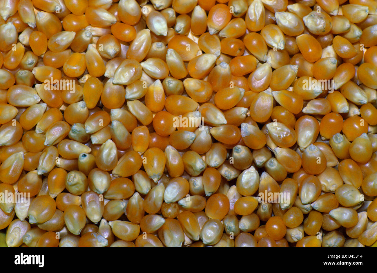 Kernels of Popcorn USA Stock Photo