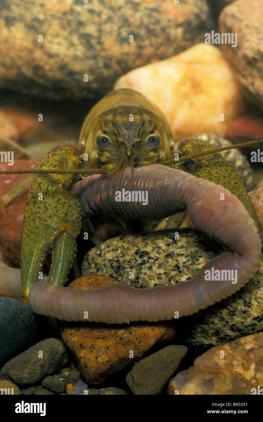 Clear Water Crayfish eating captured  Earthworm Stock Photo