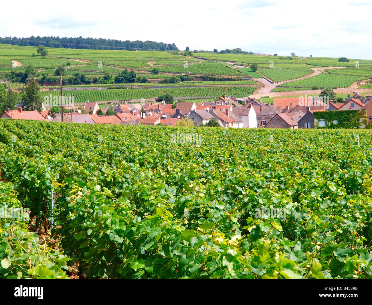 vine yards in Burgundy, France Stock Photo