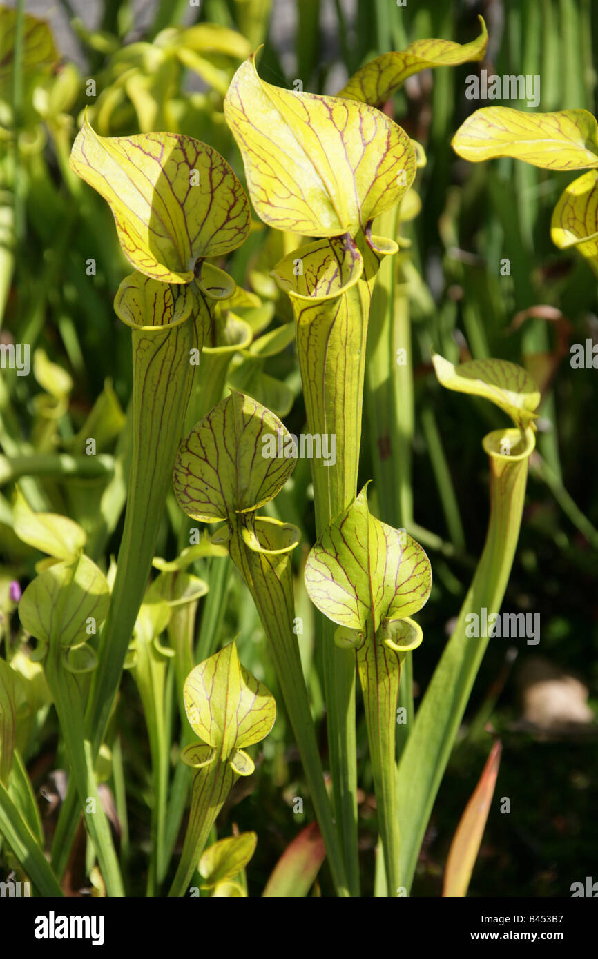 Yellow Pitcher Plant, Sarracenia flava Apalachicola, Sarraceniaceae, South Eastern USA Stock Photo