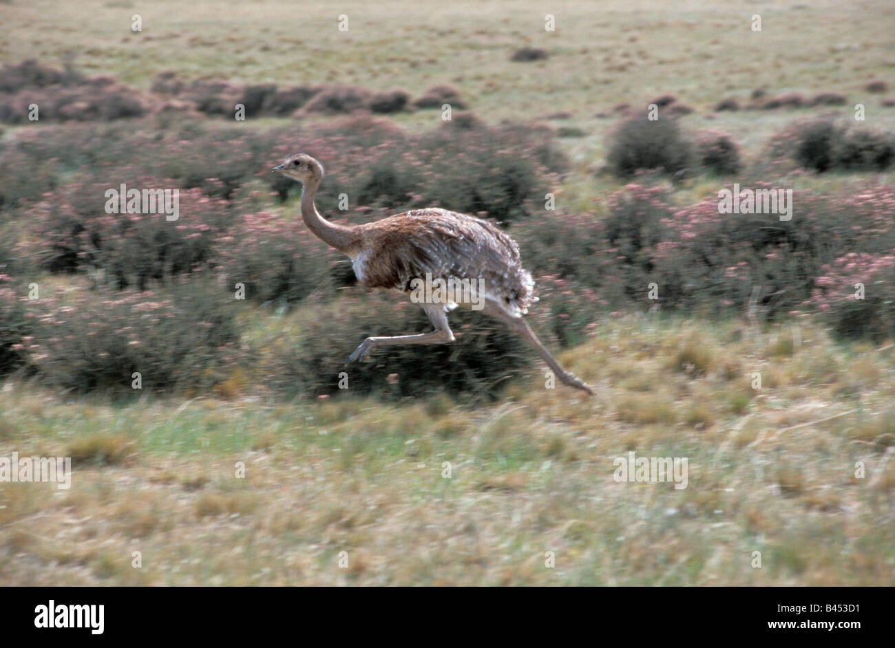 dawins-hi-res-stock-photography-and-images-alamy