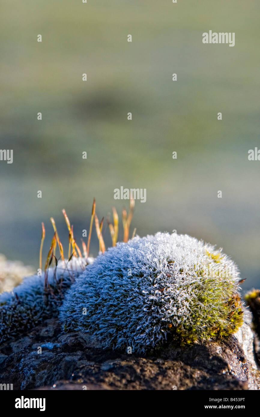 Plant growing on rock Stock Photo - Alamy