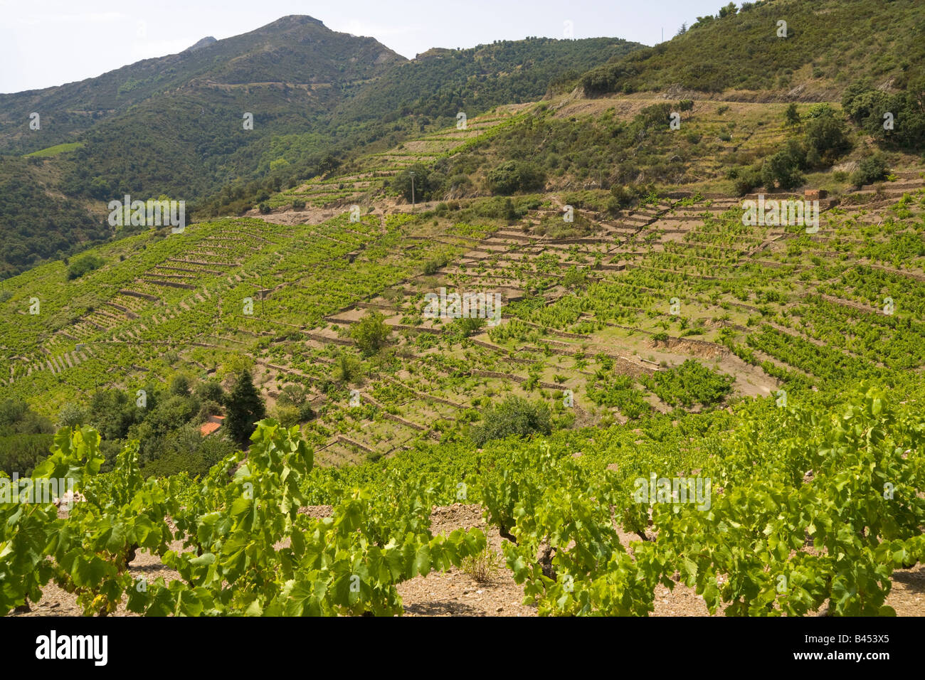 Winegrowing on terraces at Collioure in the back country of the mediterranean Cote Vermeille / Southern France Stock Photo