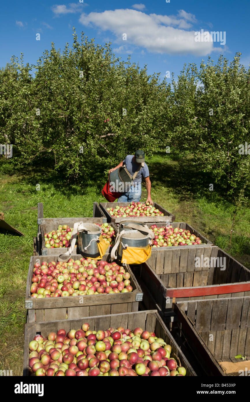 Farmer Smith picking apples Mohawk Valley New York State Stock Photo