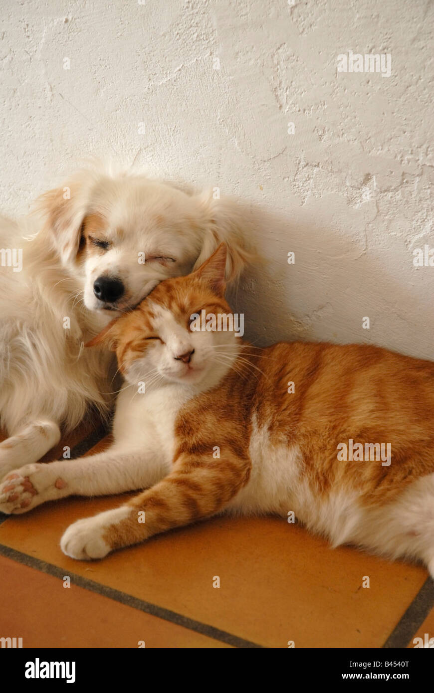 Ginger cat and small white dog sleeping close together on floor Stock Photo