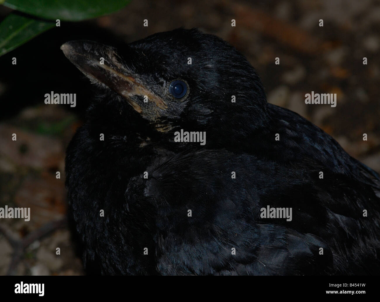 juvenile crow, Sweden Stock Photo