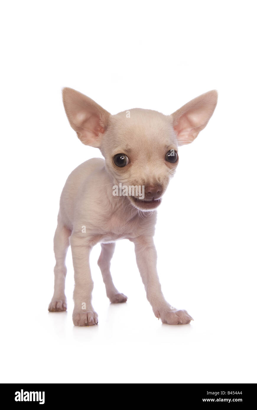 Cute cream color shorthaired Chihuahua puppy smiling isolated on white background Stock Photo