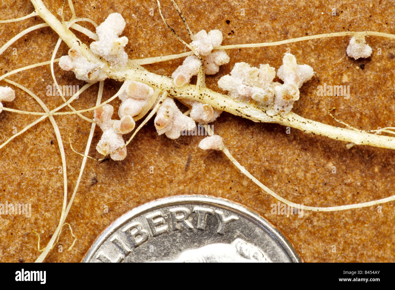 Symbiotic root nodules on alfalfa. Stock Photo