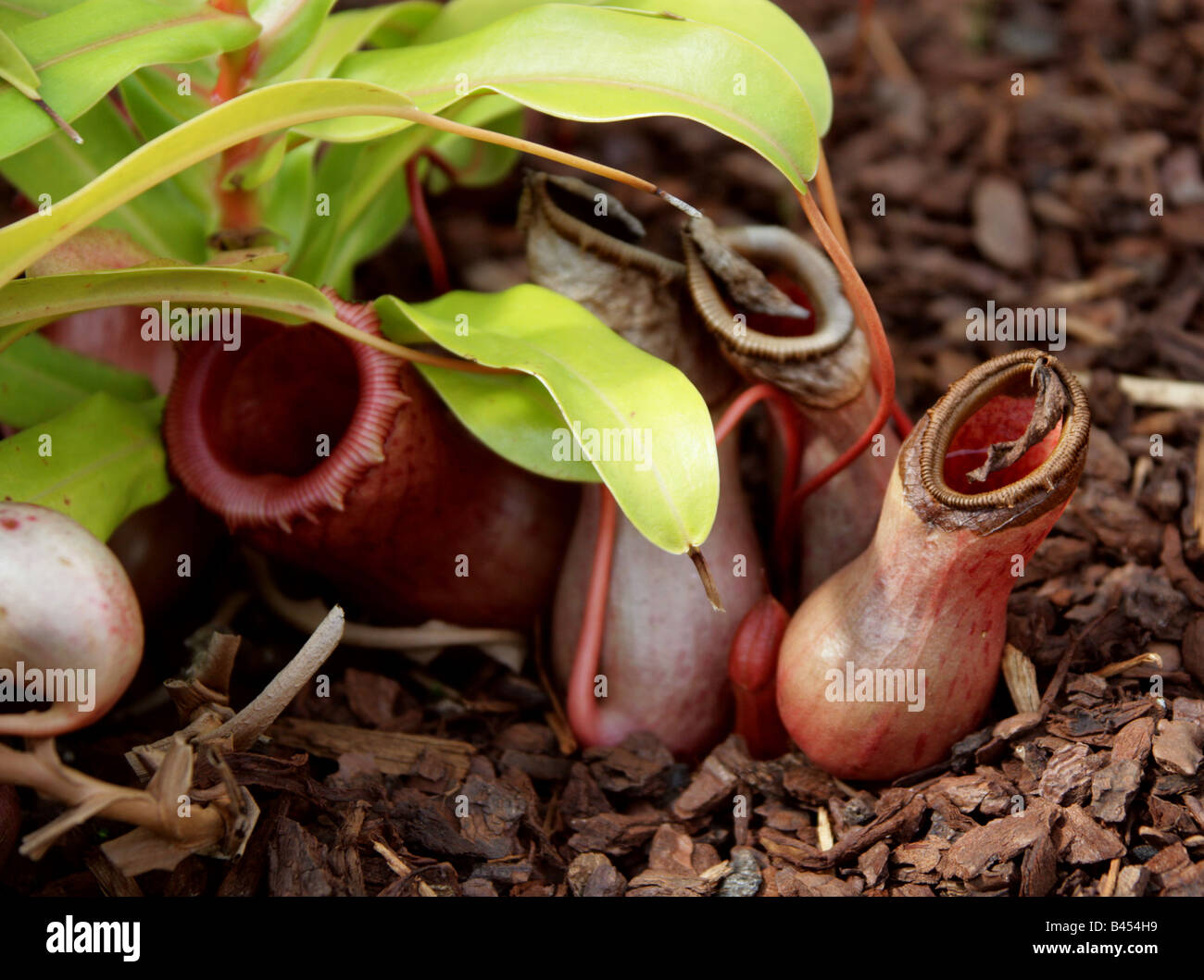 Nepenthes ventricosa Nepenthaceae. A Carnivorous Pitcher Plant from the Philippines. Stock Photo