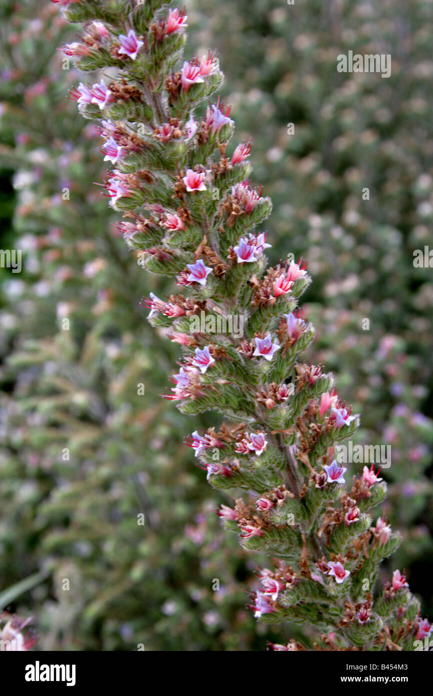 Bugloss, Echium sp., Boraginaceae Stock Photo