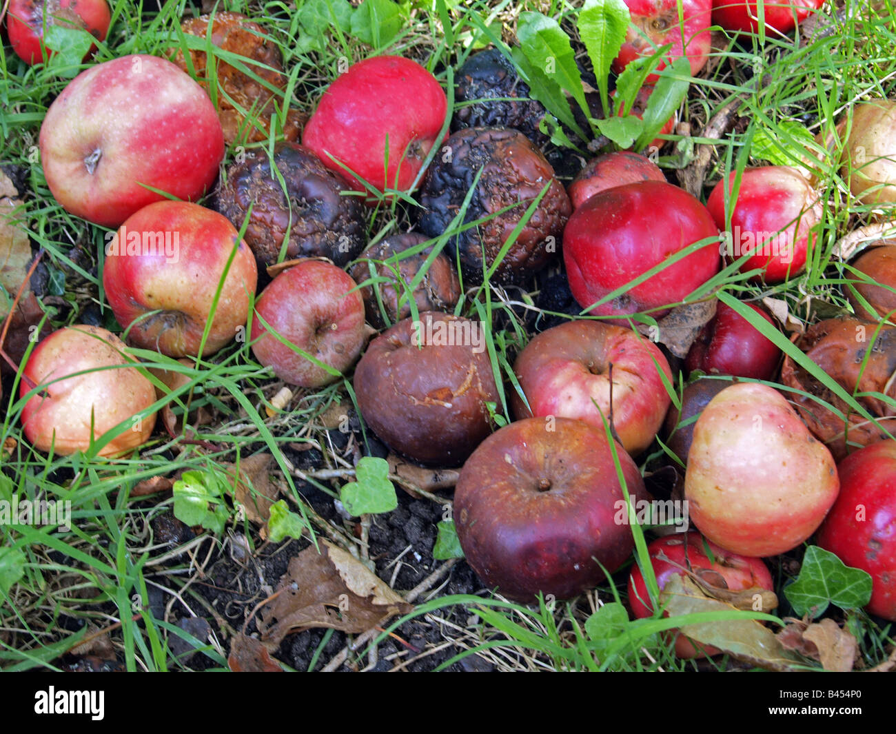Apples on the ground Stock Photo