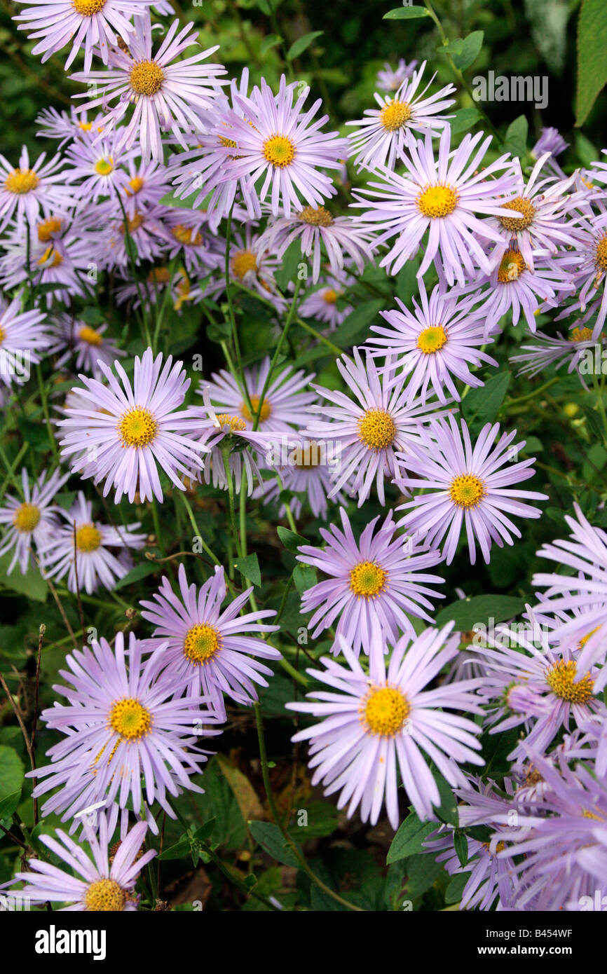 ASTER X FRIKARTII MONCH AGM Stock Photo