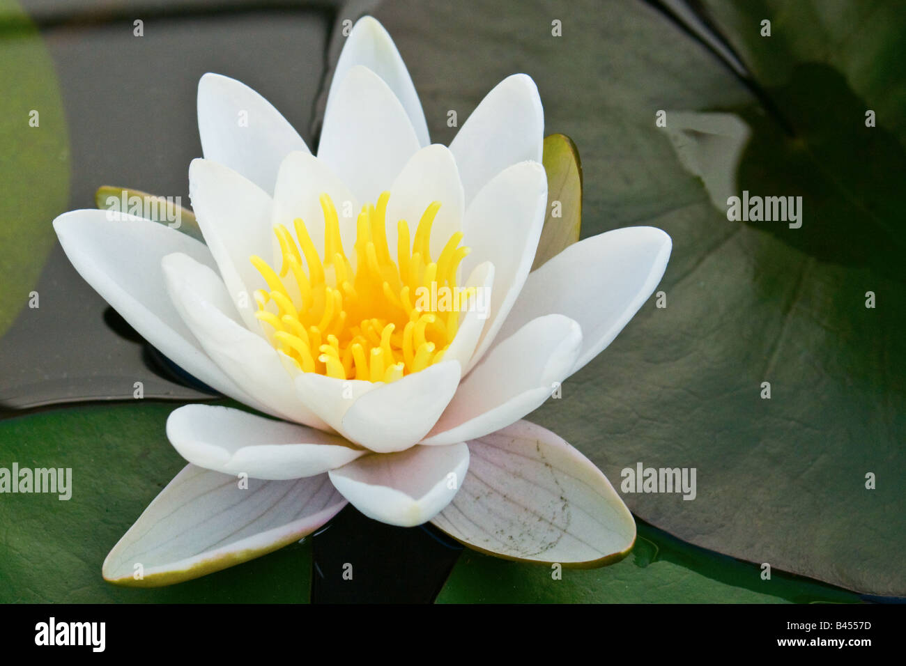 A colour photograph of a white lotus lily flower in bloom. View from above top. Close up (macro) Stock Photo