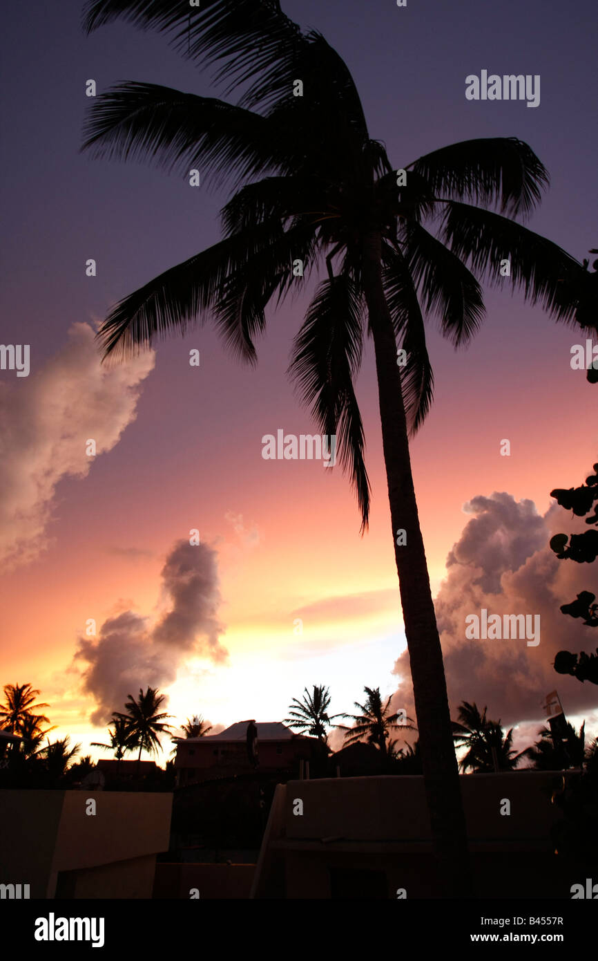 colorful beach sunset with a palm tree in the sky Stock Photo - Alamy