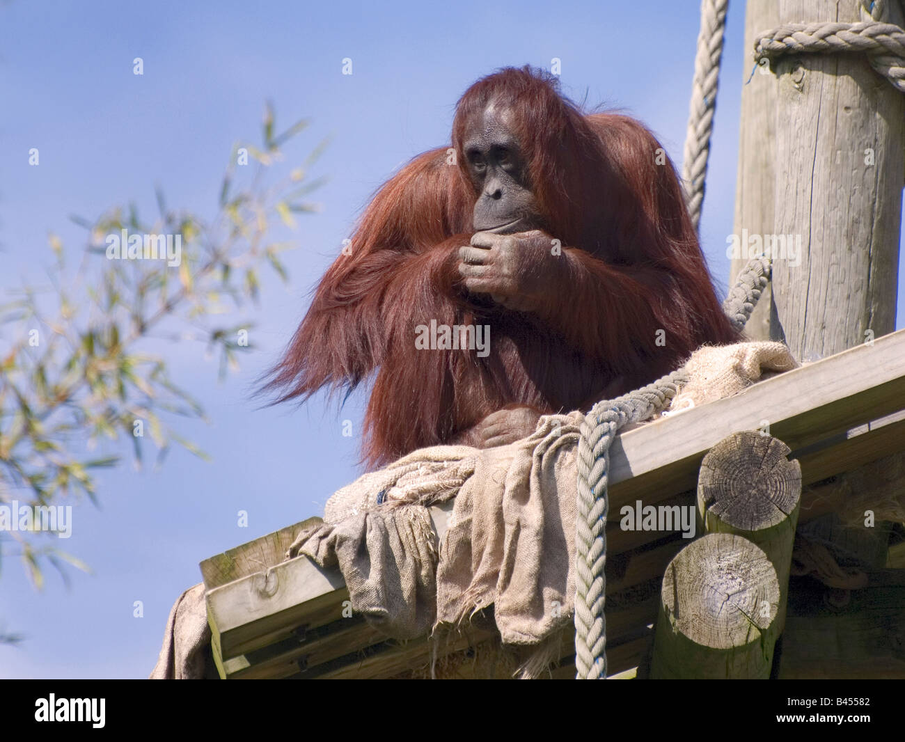 orangutang Stock Photo