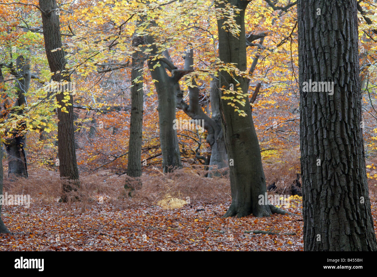 autumn in the beech woods Stock Photo