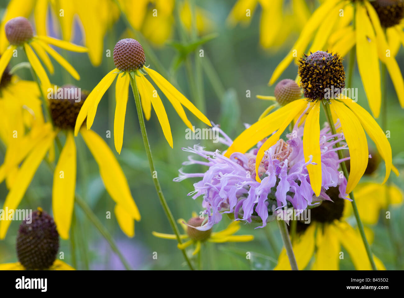 wild bergamot and yellow coneflower, The Prairie Enthusiast's Schurch-Thomson Prairie, Iowa County, Wisconsin Stock Photo