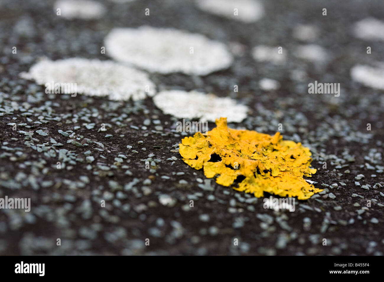 Close up photo of lichens on a roof top. Stock Photo