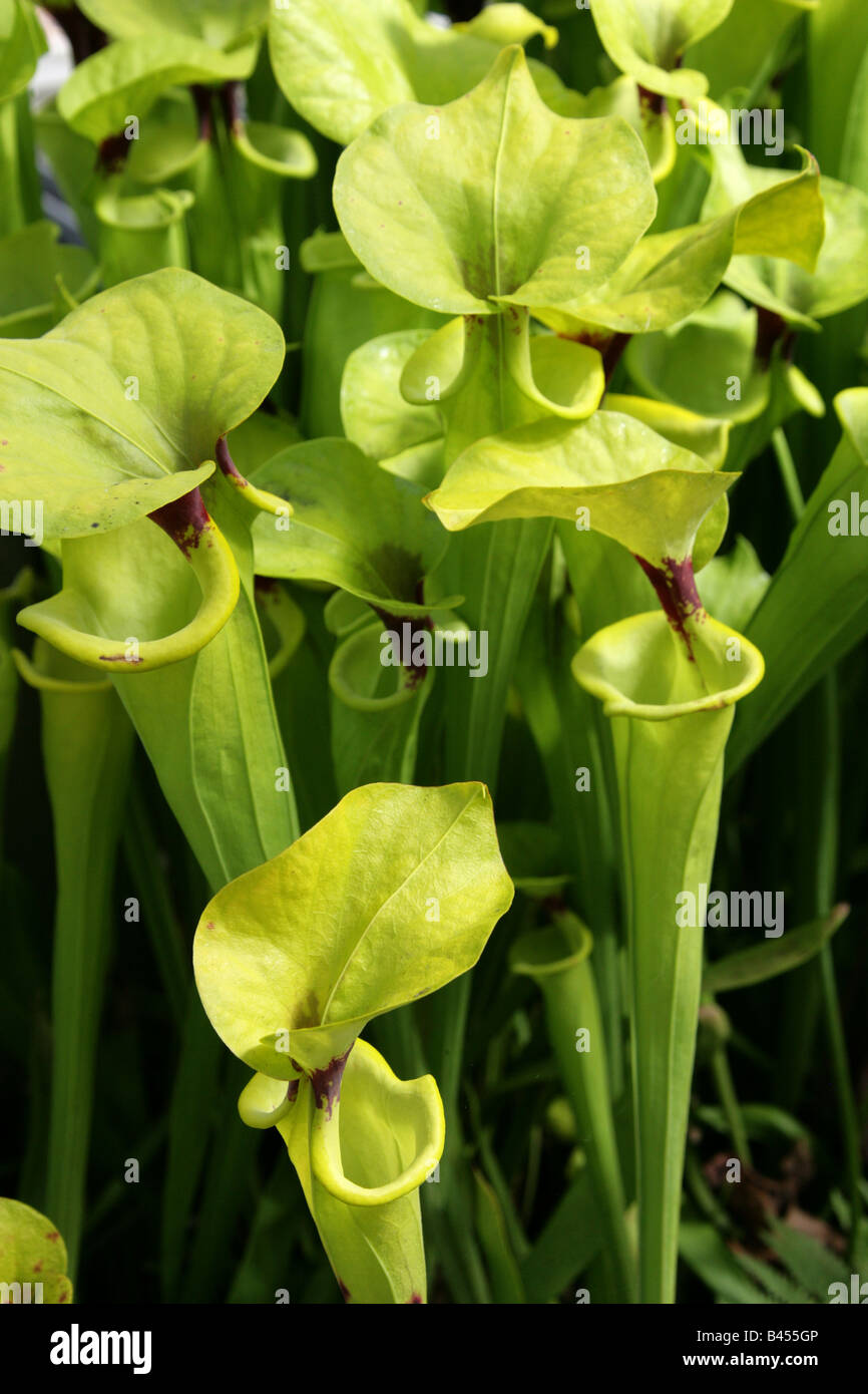 Yellow Pitcher Plant, Sarracenia flava, Sarraceniaceae, South West America, USA Stock Photo
