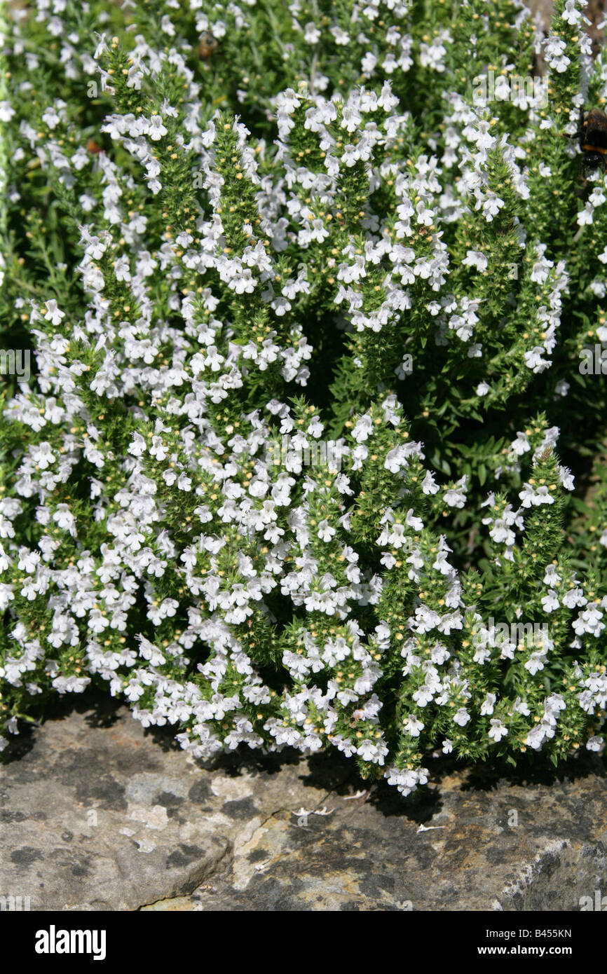 Sarriette aka Pèbre d'ai, Satureja parnassica, Lamiaceae, Europe Stock Photo
