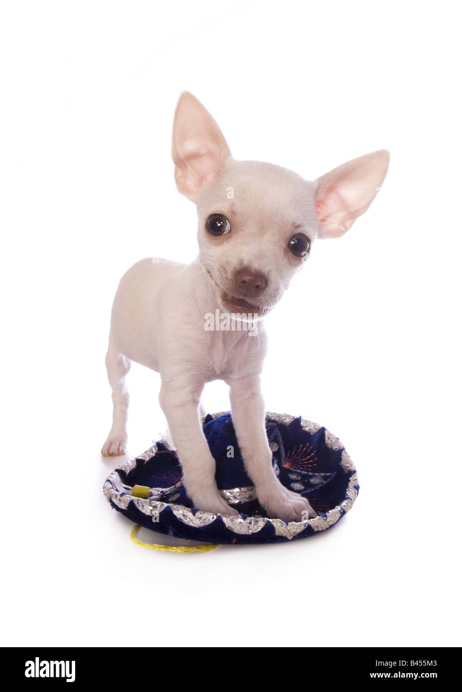 Cute Cream Color Shorthaired Chihuahua Puppy Standing On Little cute-cream-color-shorthaired-chihuahua-puppy-standing-on-little