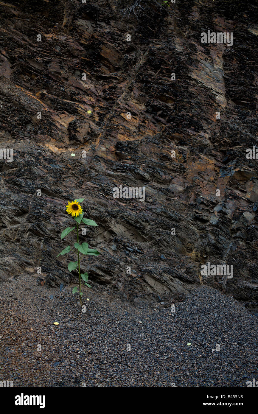 sunflower against a shale rock wall Stock Photo
