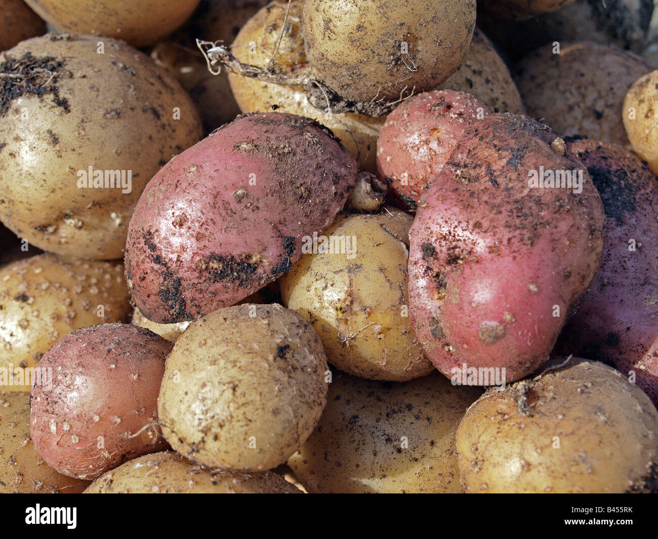 Potato Stock Photo