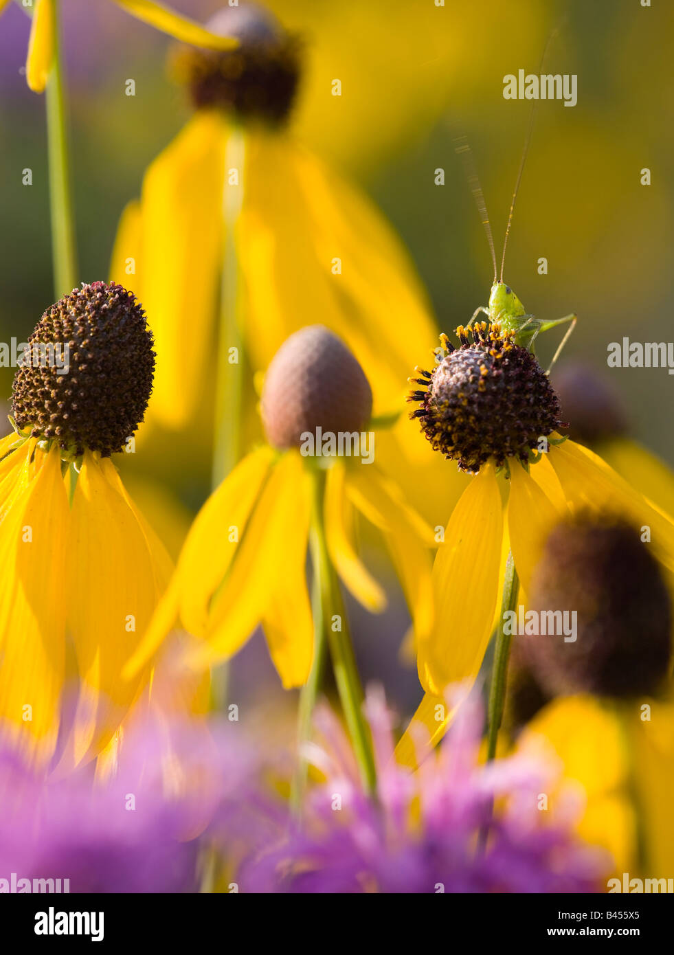 longhorned grasshopper nymph on yellow coneflower, The Prairie Enthusiast's Schurch-Thomson Prairie, Iowa County, Wisconsin Stock Photo