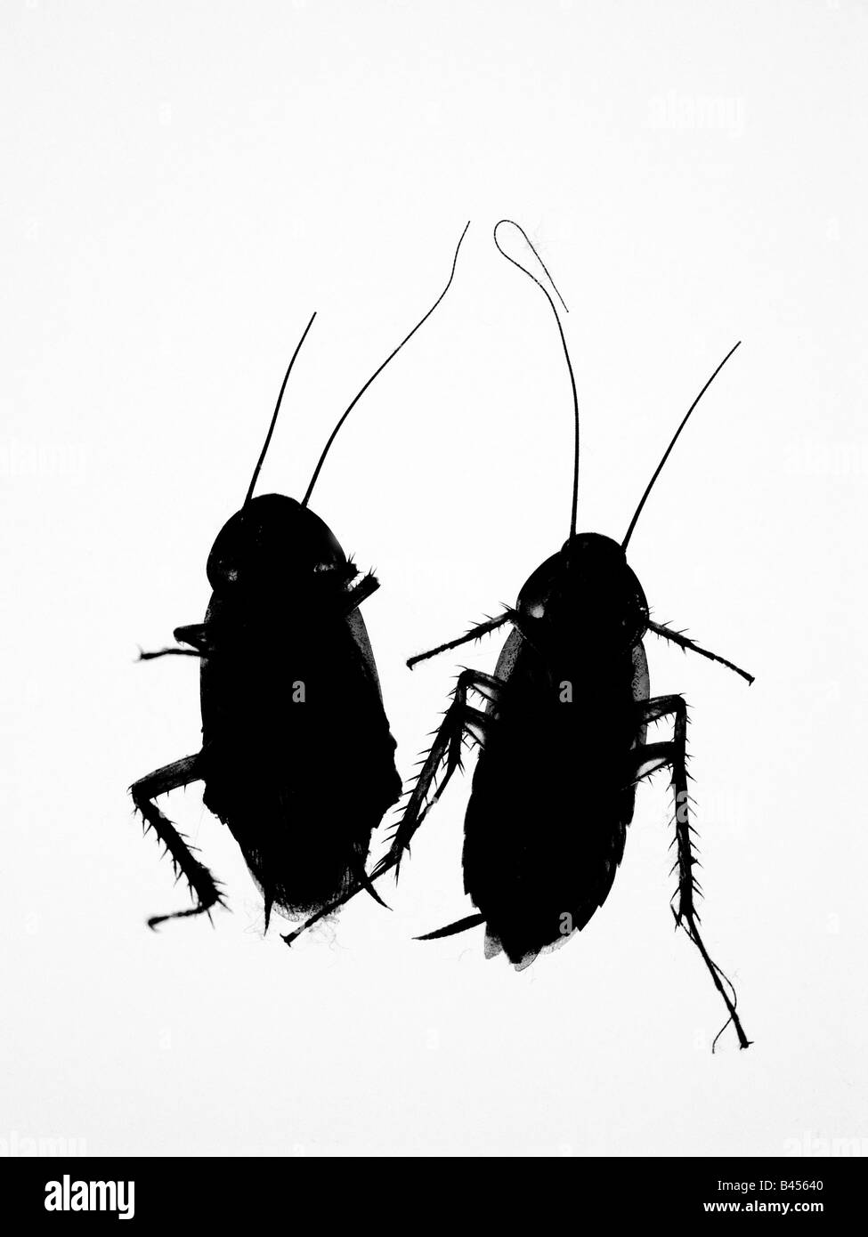 two dead American cockroaches Stock Photo