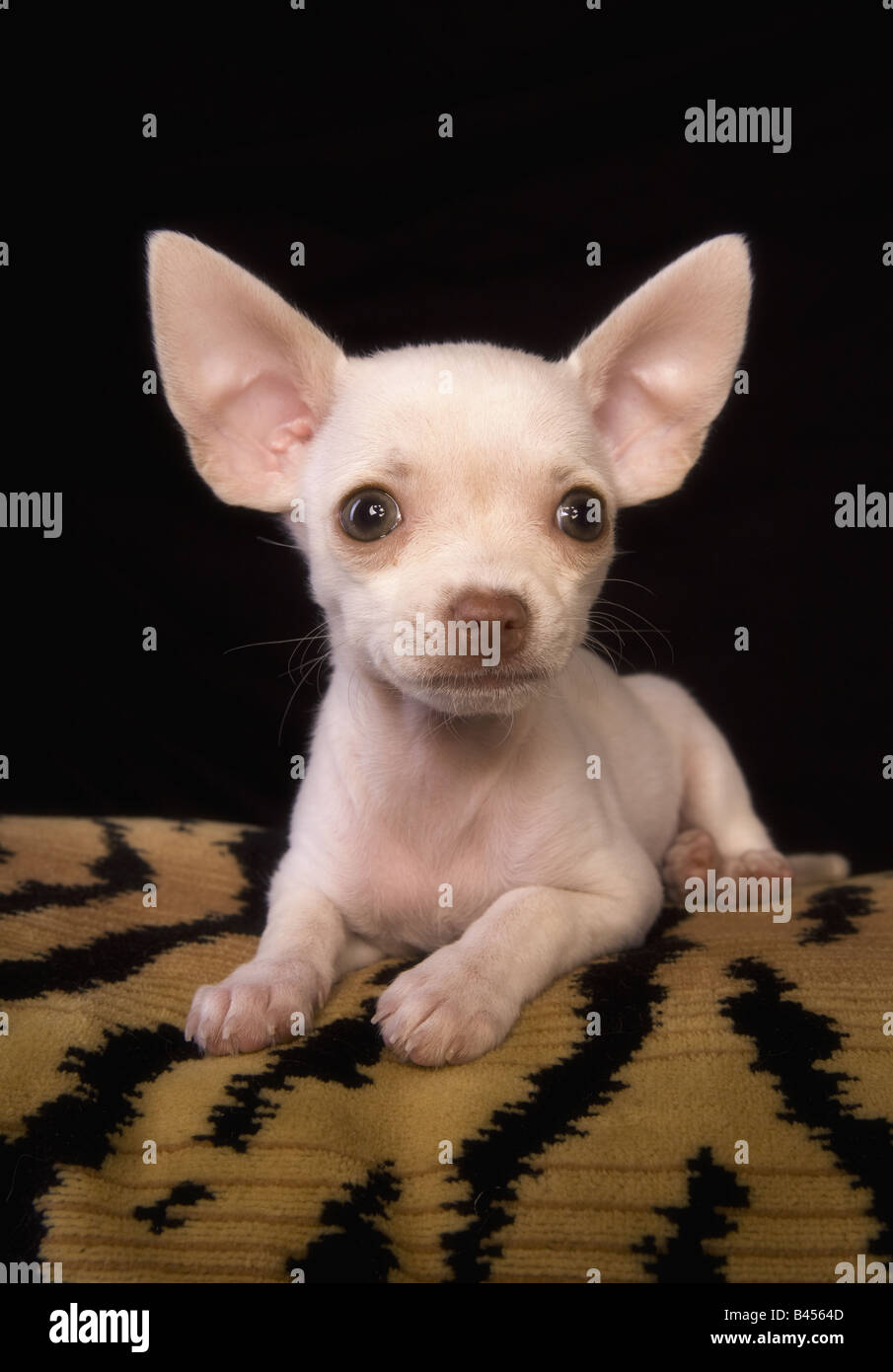 Cute cream color shorthaired Chihuahua puppy lying down on tiger