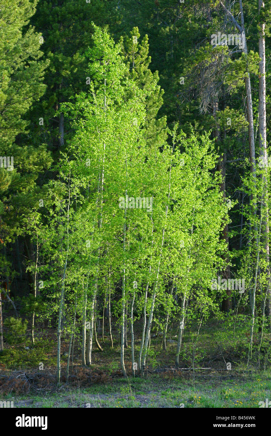 Tall grove aspen trees hi-res stock photography and images - Alamy