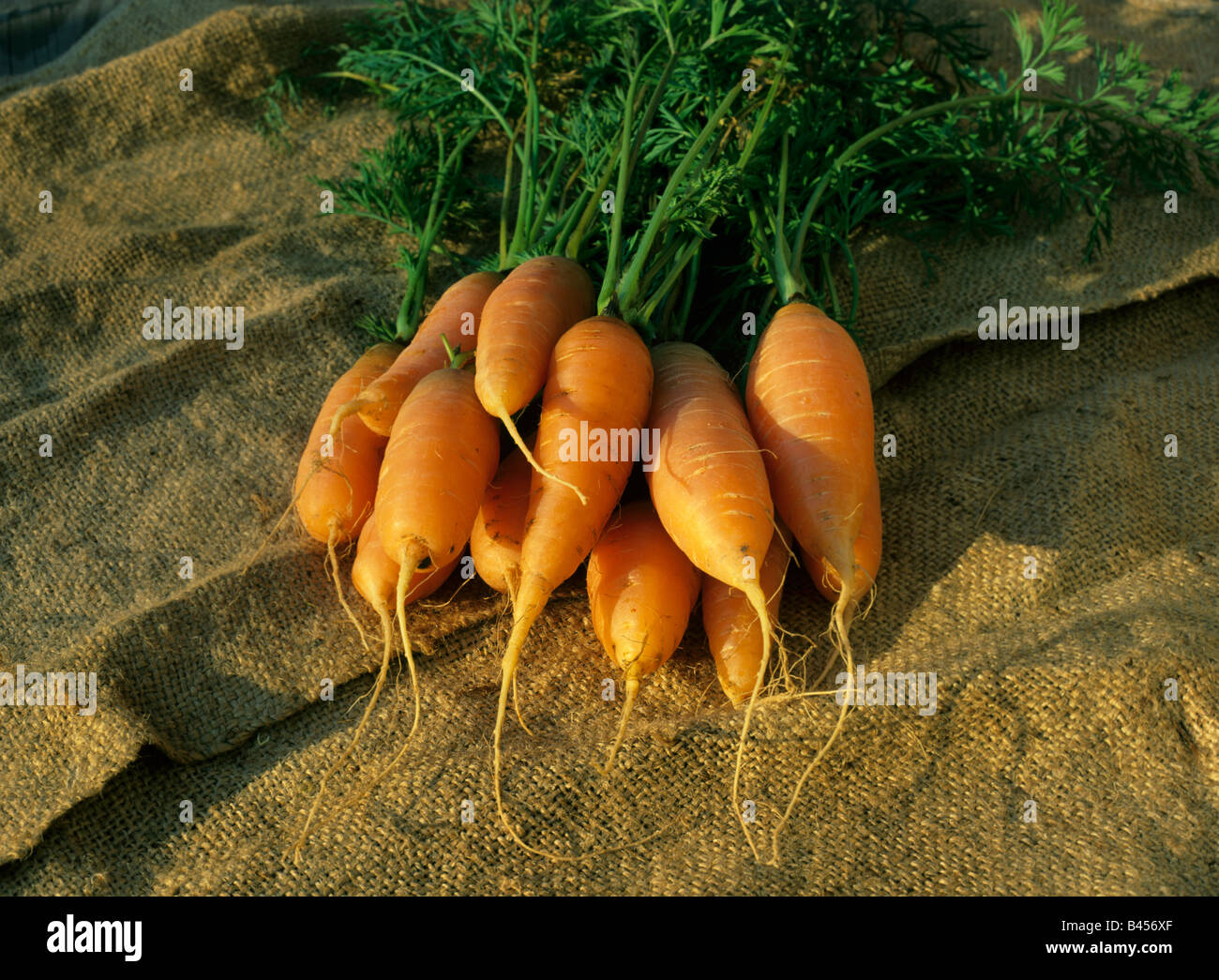 Garden Carrots Imperator Daucus carota var sativus  USA Stock Photo
