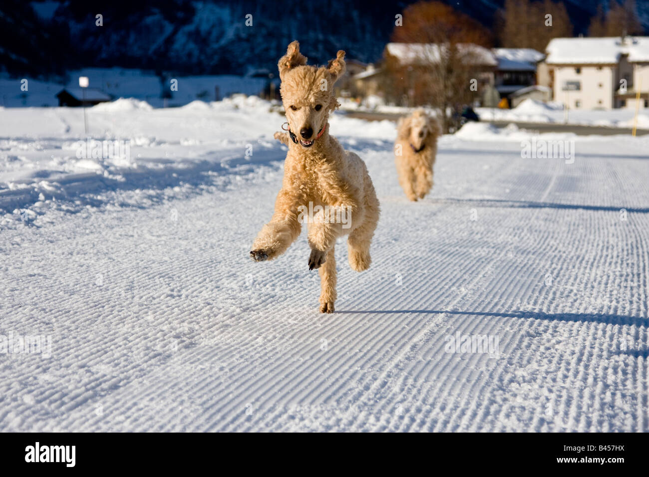 Young female poodle running on snowy trail Stock Photo