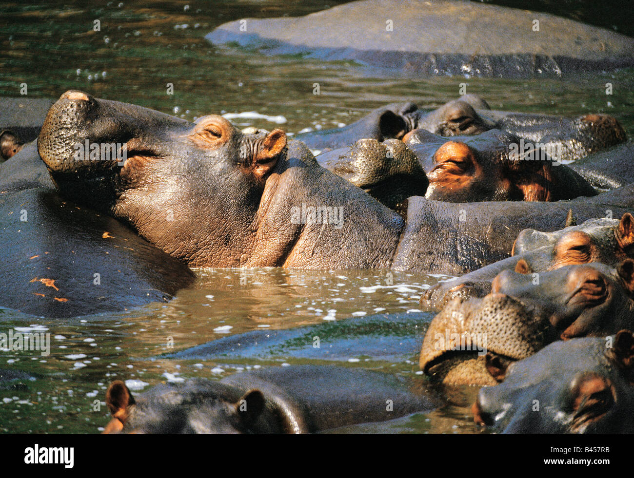 Hippopotamus group wallowing in water hole, Kafue, Zambia, Africa Stock Photo